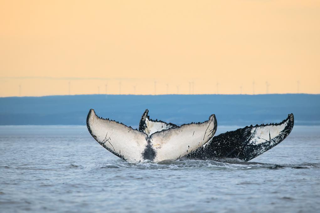 Queues de baleines qui sortent de l'eau