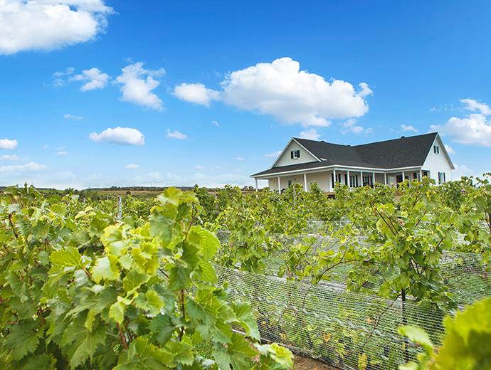 Vignoble Domaine L'Ange-Gardien - Champs de vignes