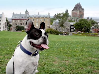 Chien Pierre-Dugua-De-Mons