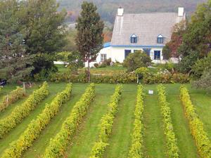 Vignoble de l'Isle de Bacchus - Vignes
