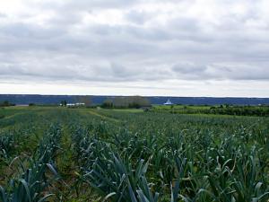 Ferme Arthur Cauchon Inc. - champs