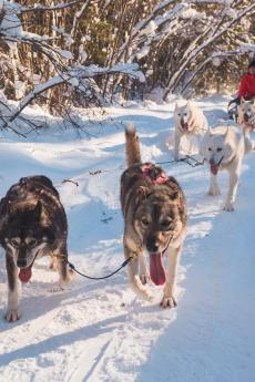 Two people are dog sledding on a snowy trail.