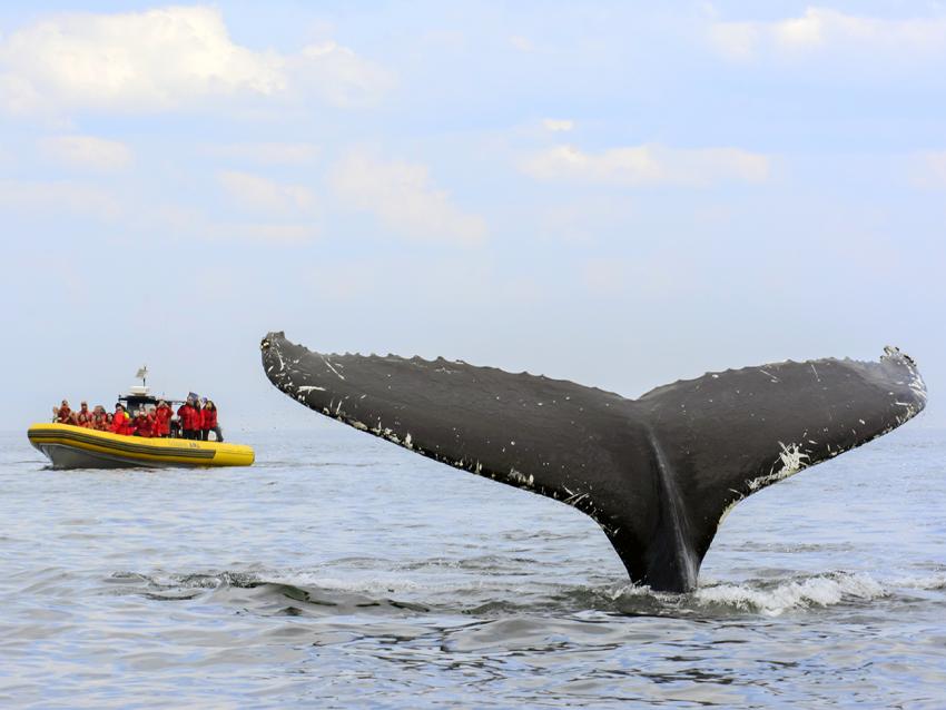 Whale tail sticking out of the water