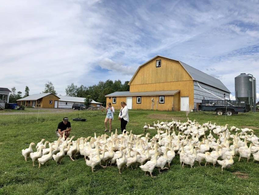 Ferme Quebec-Oies 