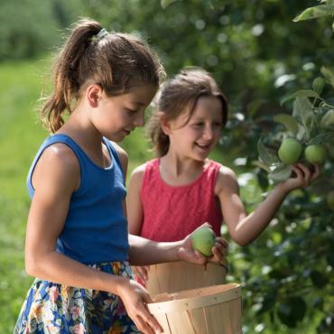 Two little girls pick apples in an orchard on Ile d'Orléans.